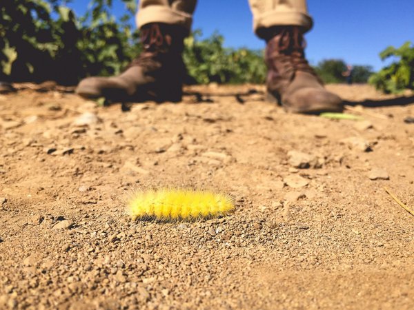 Traitement des chenilles processionnaires dans le var 83 : solutions efficaces