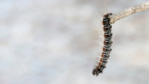 Les dangers de la chenille processionnaire